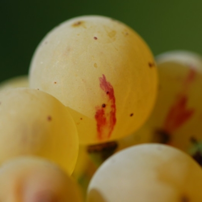 Farbmutation roter zu weissem Riesling ANT 1157